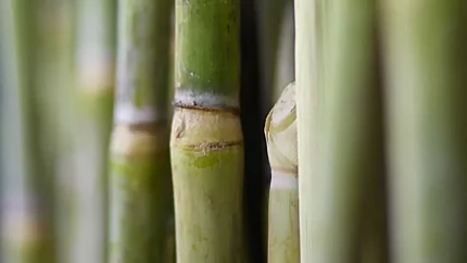 Sugarcane