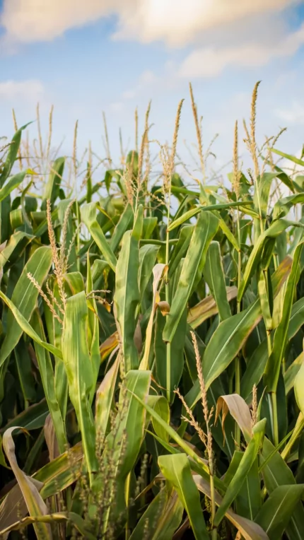 e-NRG Bioethanol